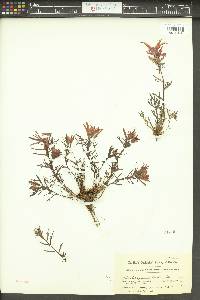 Castilleja rupicola image