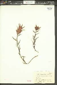 Castilleja rupicola image