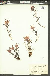 Castilleja rupicola image