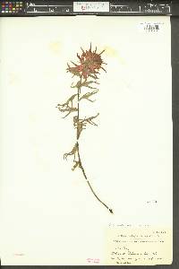 Castilleja rupicola image