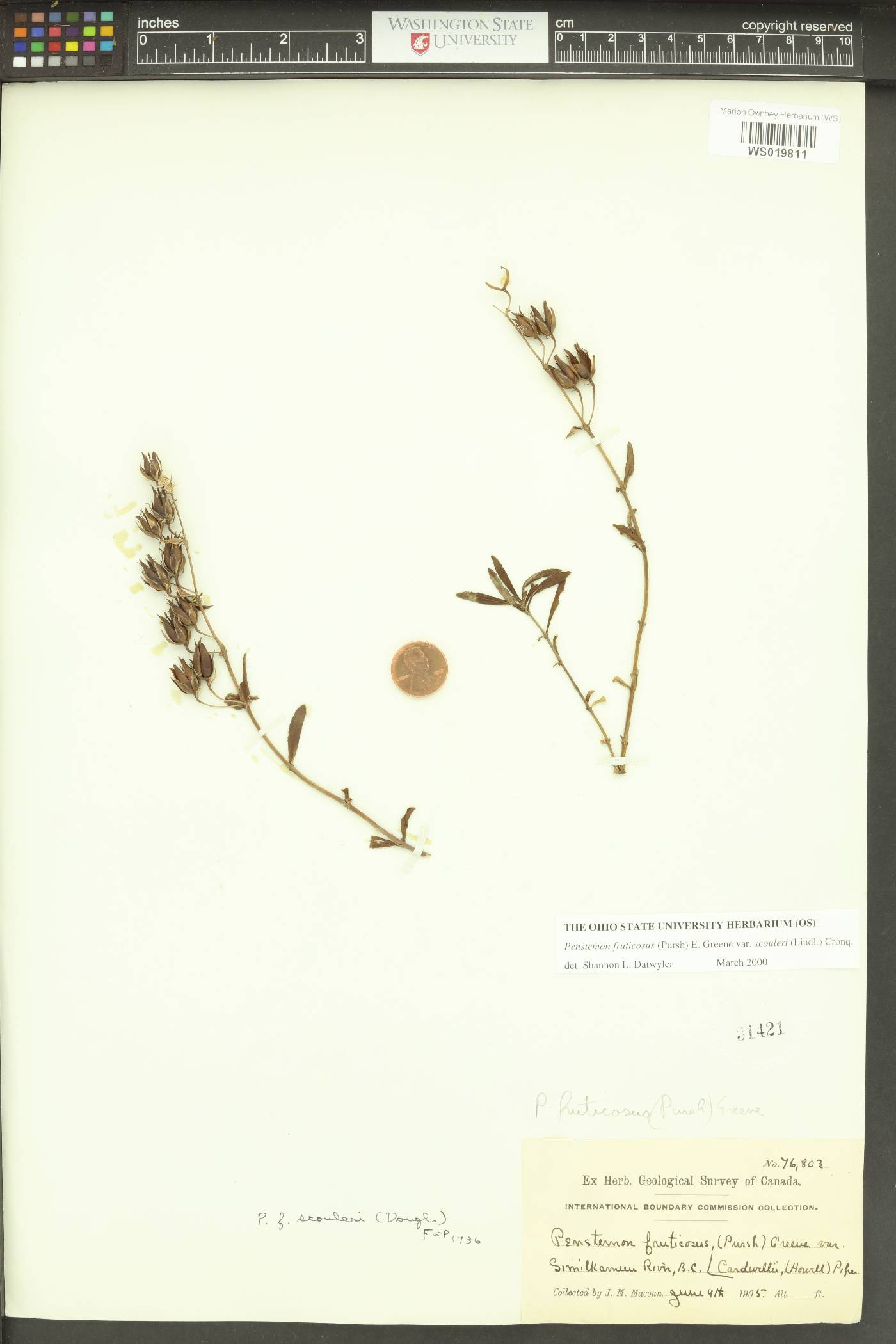 Penstemon fruticosus var. scouleri image