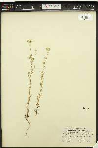 Cryptantha torreyana image