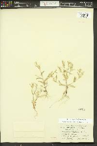 Phlox gracilis image