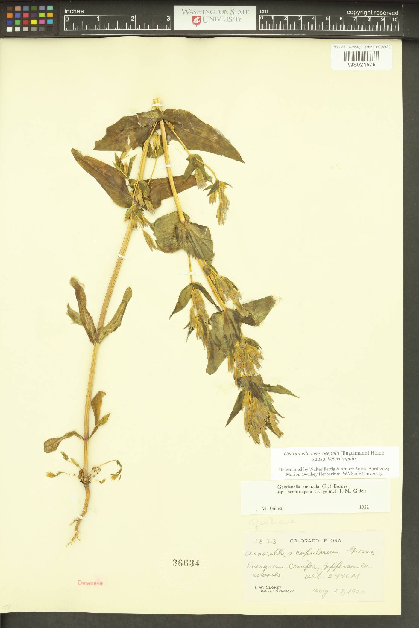 Gentianella heterosepala subsp. heterosepala image