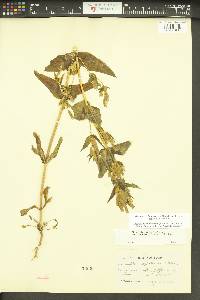 Gentianella heterosepala subsp. heterosepala image