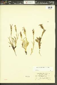 Gentianopsis barbellata image