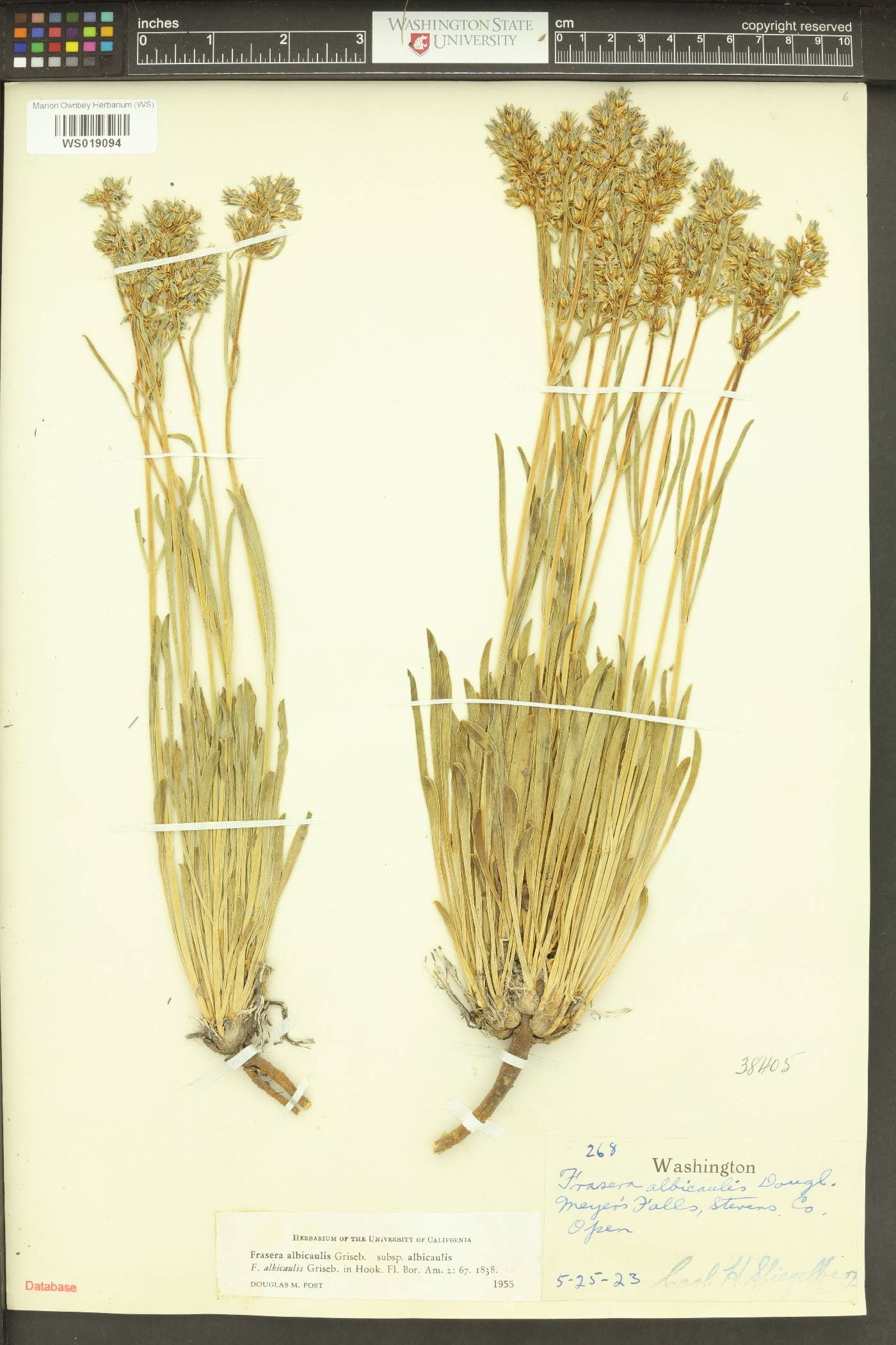 Frasera albicaulis subsp. albicaulis image