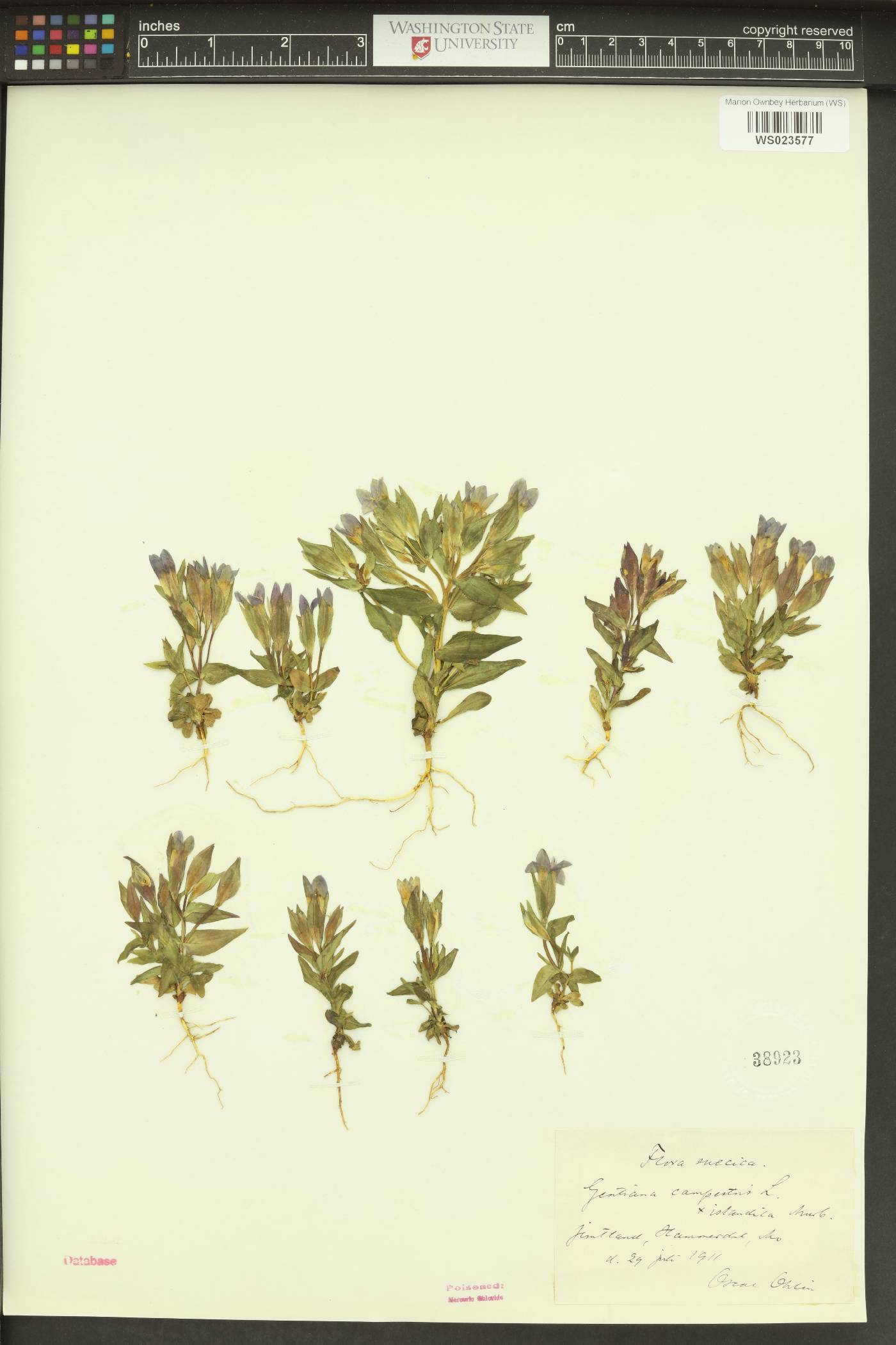 Gentianella germanica image