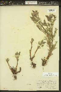 Clematis hirsutissima image
