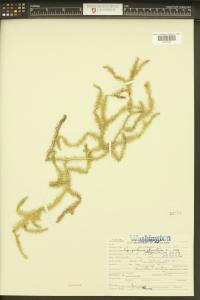 Lycopodium clavatum image