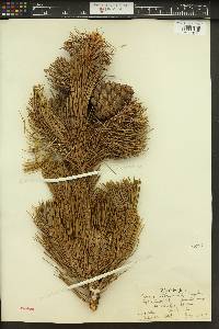 Pinus albicaulis image