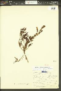 Penstemon fruticosus var. scouleri image