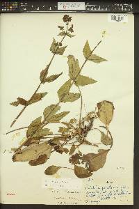 Penstemon wilcoxii image