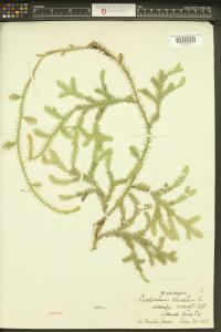 Lycopodium clavatum image