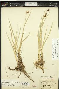 Carex nebrascensis image