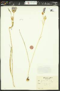 Calochortus nitidus image