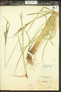 Carex angustata image