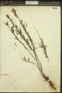 Linaria vulgaris image
