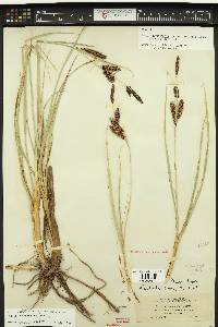 Carex nebrascensis image