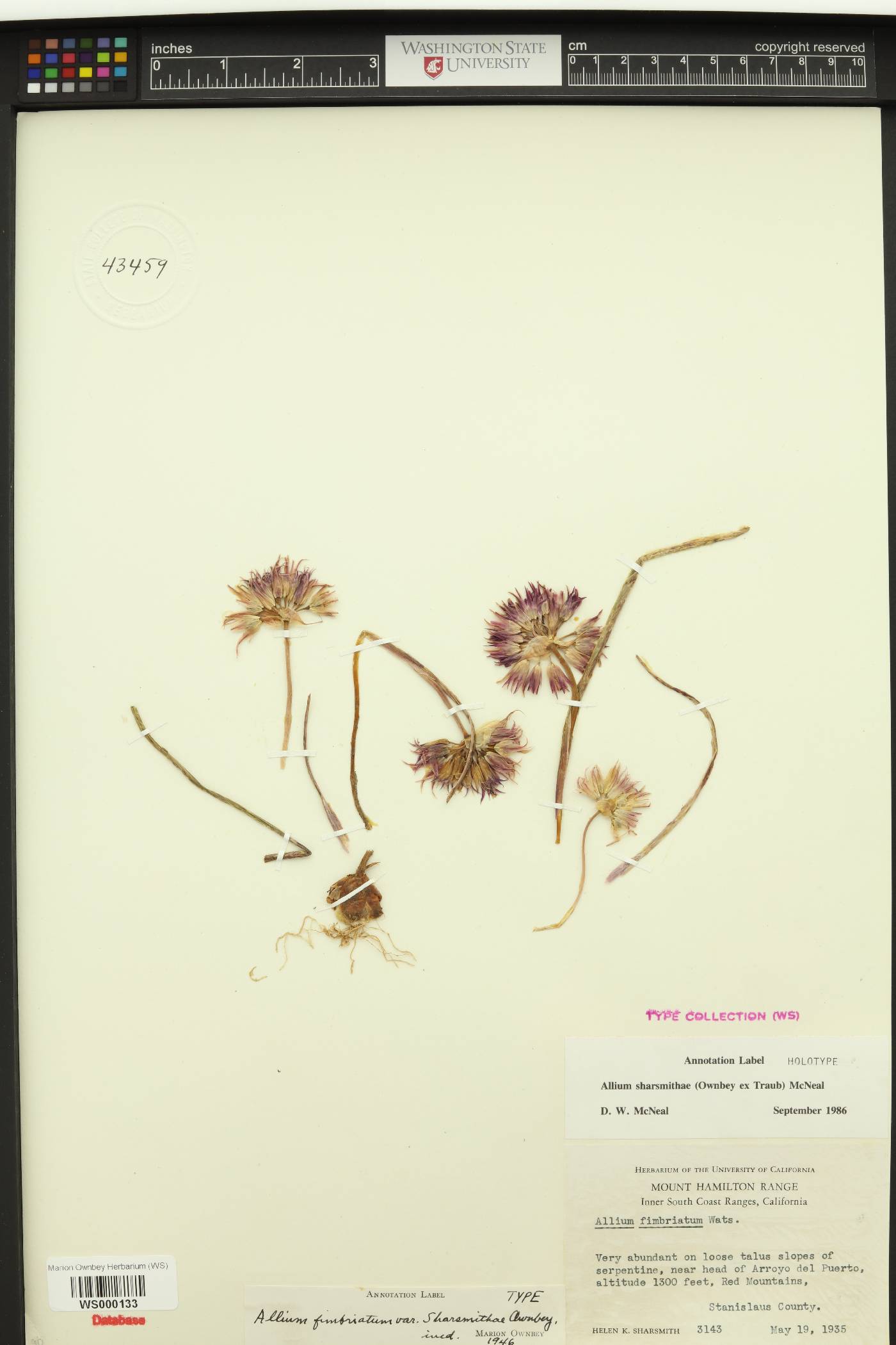 Allium sharsmithiae image