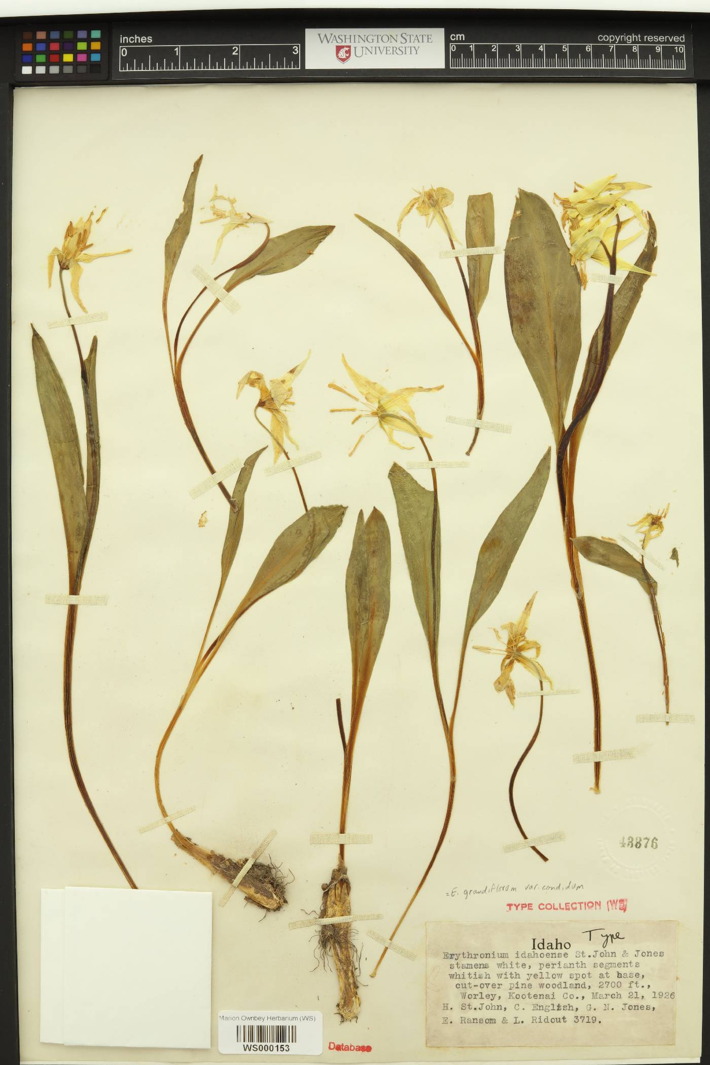 Erythronium idahoense image