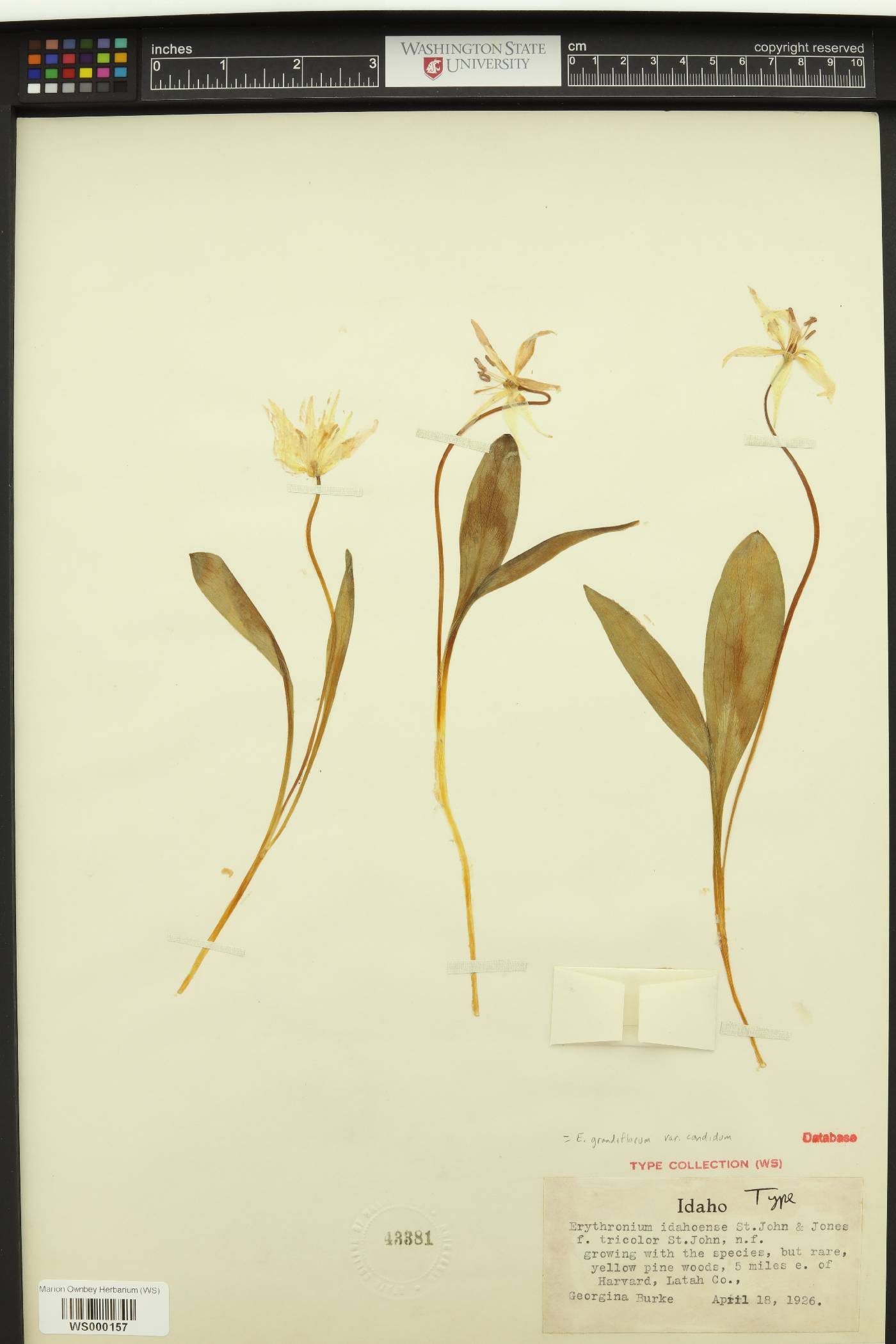 Erythronium idahoense image