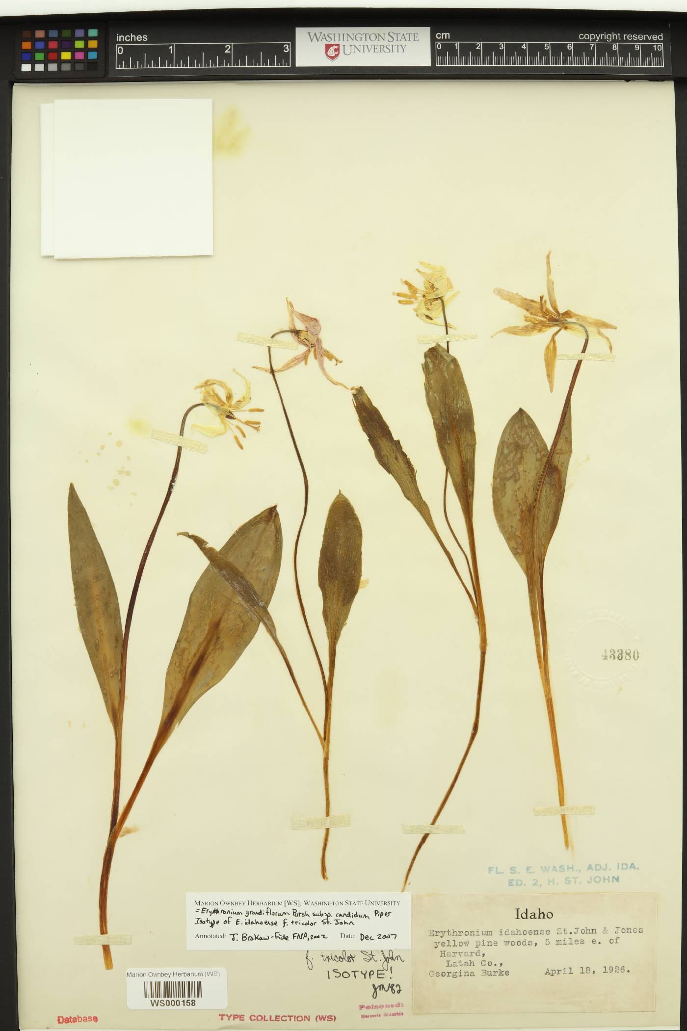 Erythronium idahoense image