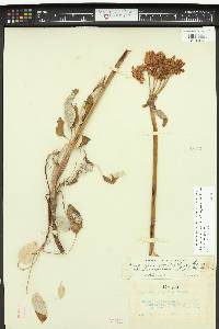 Eriogonum compositum image
