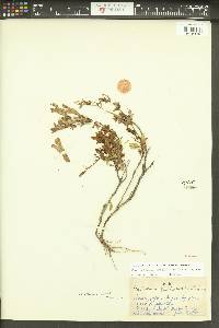 Penstemon fruticosus image