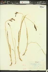 Carex spectabilis image