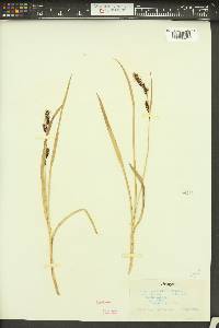 Carex spectabilis image