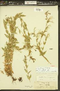 Epilobium luteum image