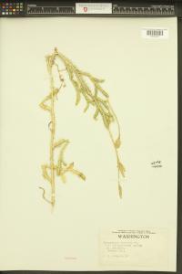 Lycopodium clavatum image