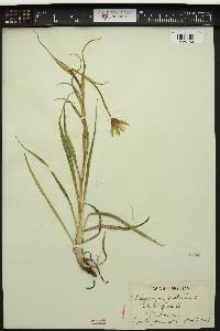 Tragopogon pratensis image