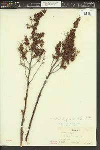 Spiraea douglasii var. menziesii image