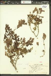 Penstemon fruticosus image