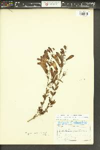 Penstemon fruticosus var. scouleri image