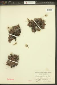 Dryas integrifolia image
