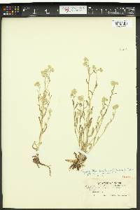 Cryptantha hendersonii image