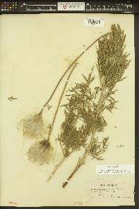 Clematis hirsutissima var. hirsutissima image