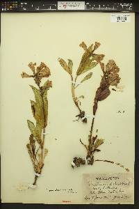 Penstemon pennellianus image