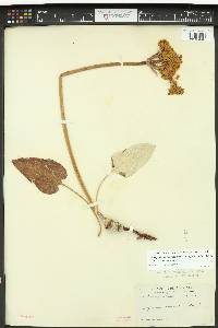 Eriogonum compositum image