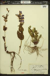 Penstemon pennellianus image
