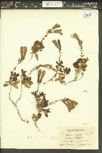 Penstemon fruticosus image