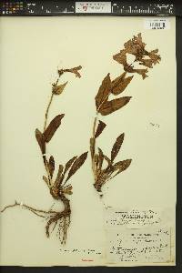 Penstemon pennellianus image