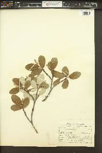 Salix vestita image