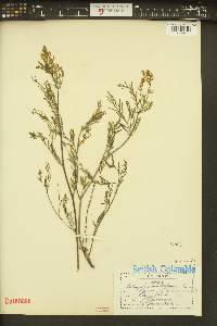 Astragalus multiflorus image