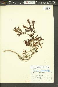 Penstemon fruticosus var. scouleri image