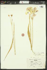 Calochortus eurycarpus image