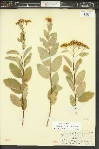 Spiraea lucida image